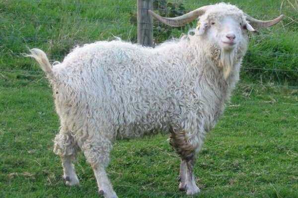 Характеристики ангорской козы, условия содержания и особенности размножения