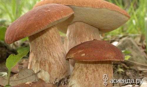 Какие грибы растут осенью в лесу (фото и описание)