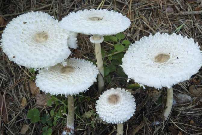 Зонтик пестрый фото и описание, где и когда собирать этот гриб.
