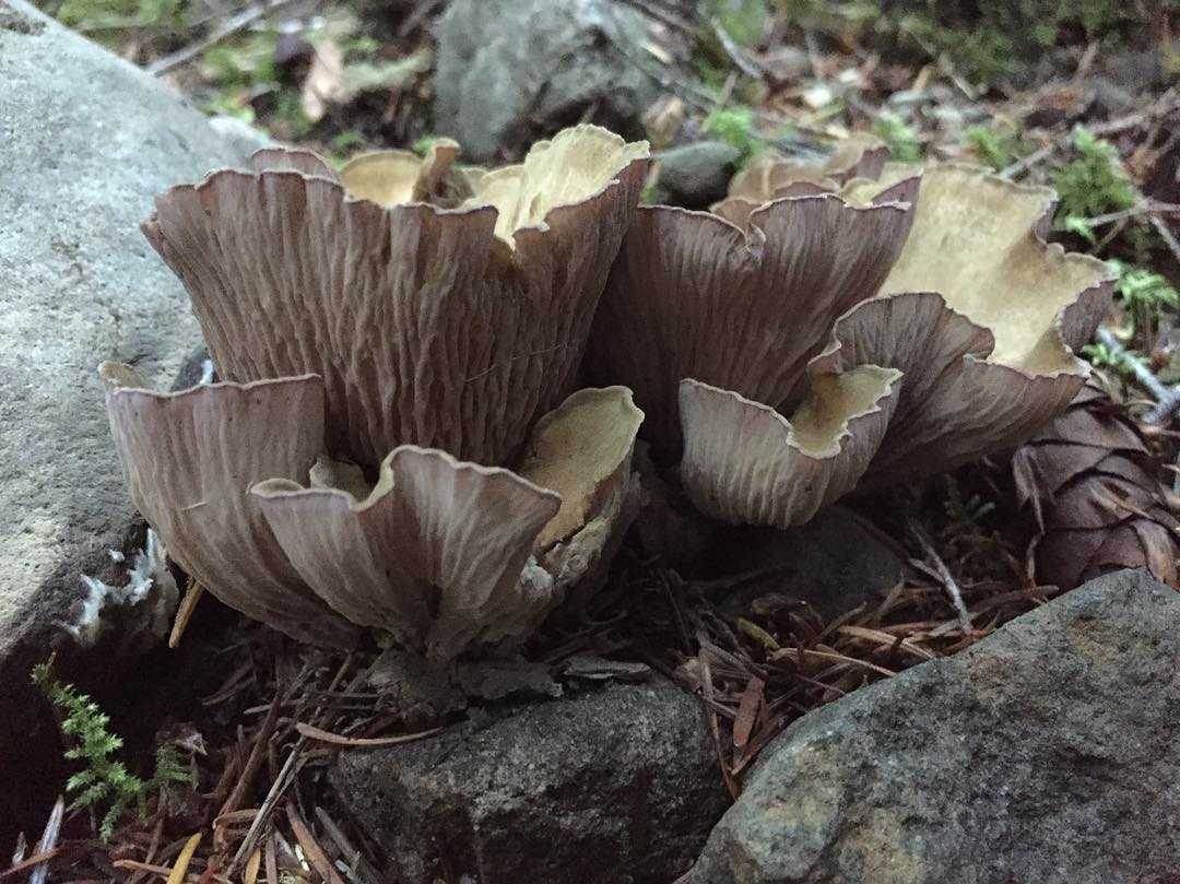 Лисичка желтеющая – типовой вид съедобного гриба семейства лисичек. описание, изучение, уникальные свойства гриба | огородники
