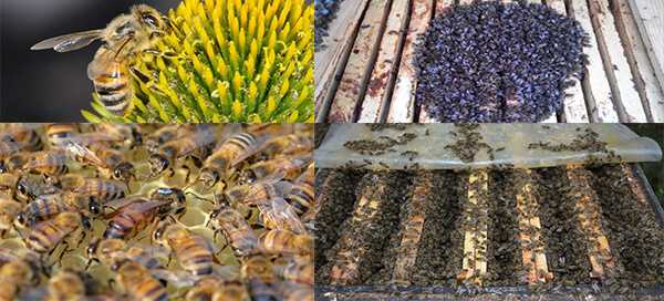 Особенности поведения и содержания пчел бакфаст