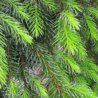 Сербская ель Пендула (Picea omorica Pendula) Брунс и Кук: описание, фото, отзывы. Выращивание сербской ели Пендула: посадка, уход, использование в ландшафтном дизайне.
