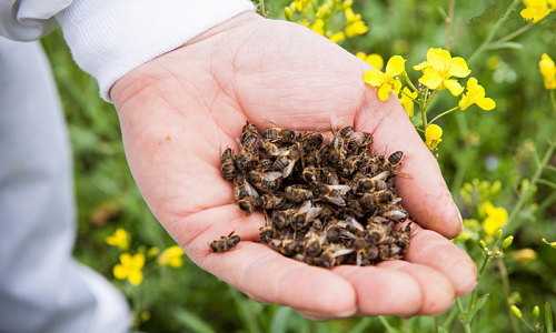 Пчелиный подмор при простате: особенности применения, рецепты, меры предосторожности и противопоказания. Общая польза мертвых пчел для организма.
