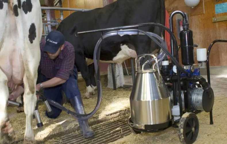Доильный аппарат для коров: как сделать своими руками, сборка и инструкция