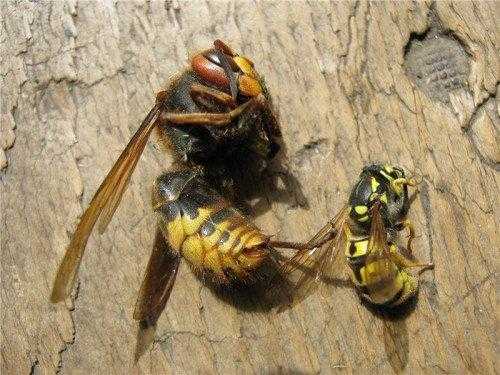 Отличия осы, пчелы и шмеля