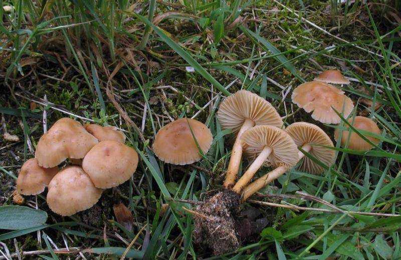 Ложноопенок кирпично-красный (ложный, hypholoma lateritium): съедобный или нет, как выглядят грибы, где и как растут