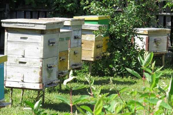Метод цебро в пчеловодстве – подробно