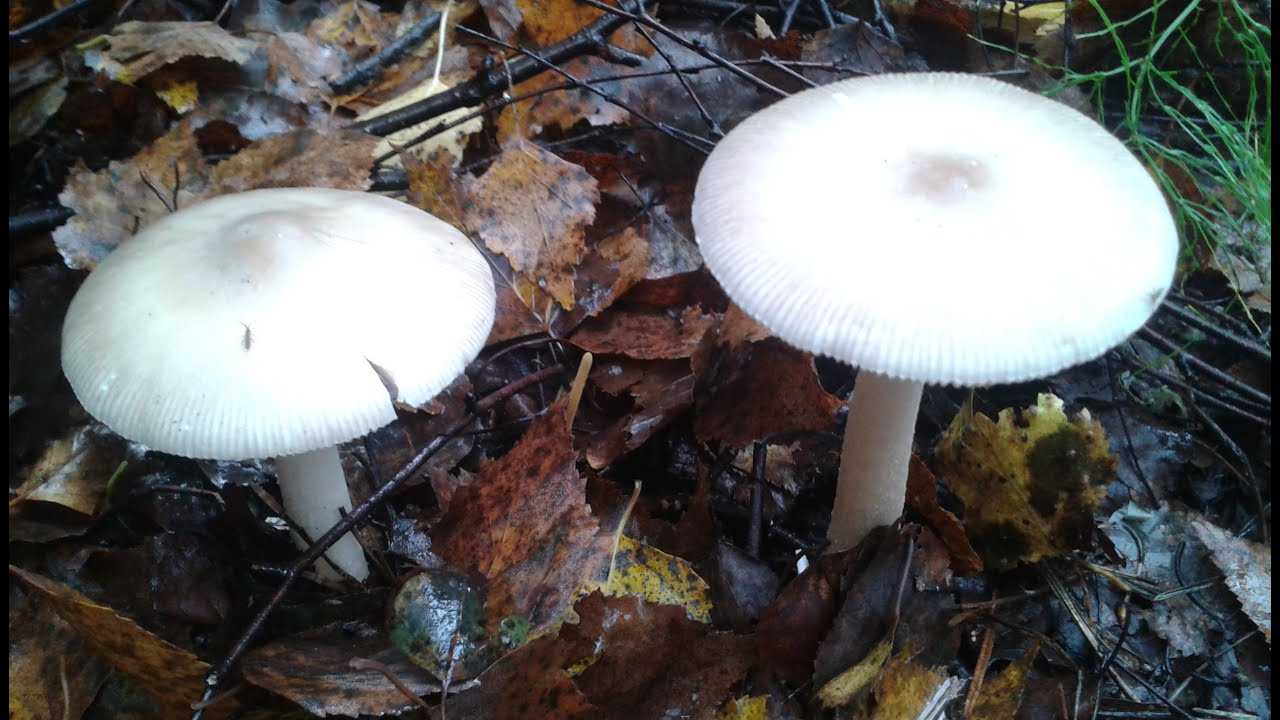 Бледная поганка и ее съедобные грибы-двойники