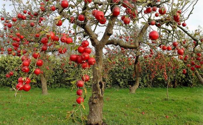 Подкормка плодовых деревьев и кустарников весной и удобрение почвы - pocvetam.ru