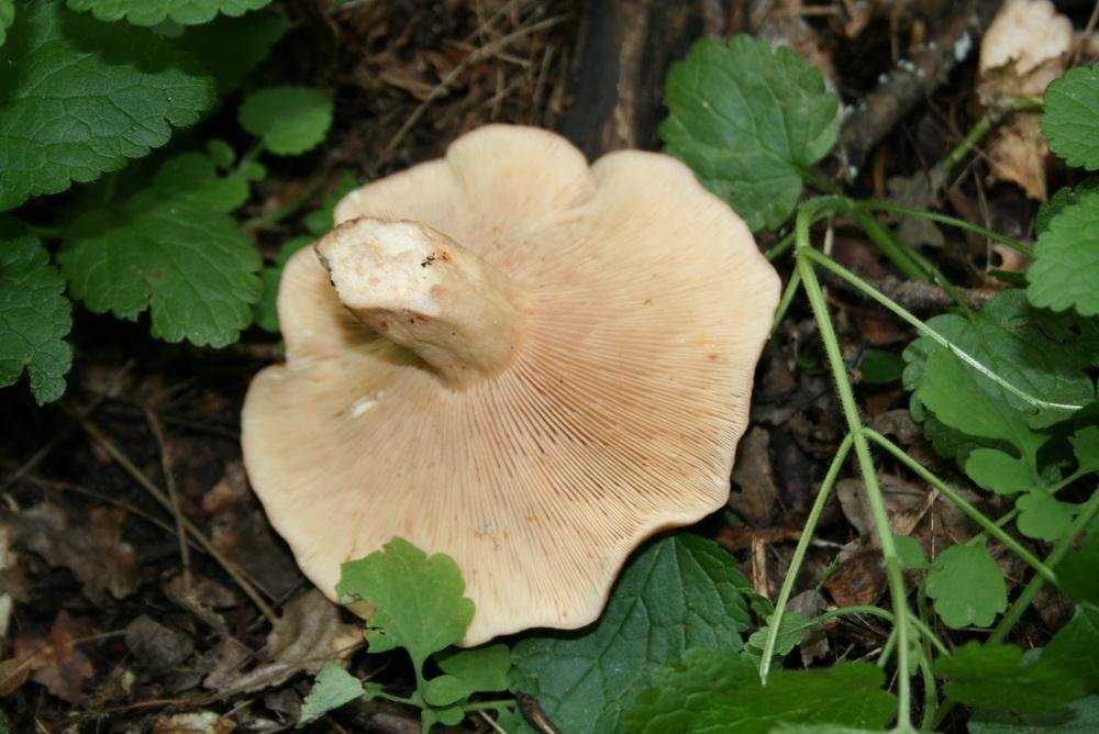 Груздь дубовый — описание, где растет, ядовитость гриба