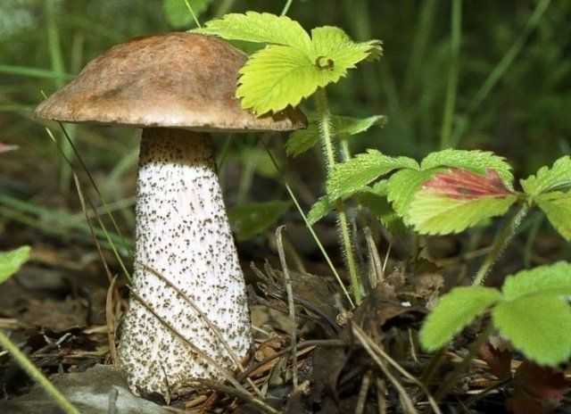 Выращивание гриба вешенки по-шагово от мицелия до урожая