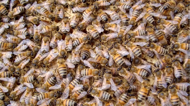 Пчелы бакфаст: характеристика породы, линий, особенности (фото)