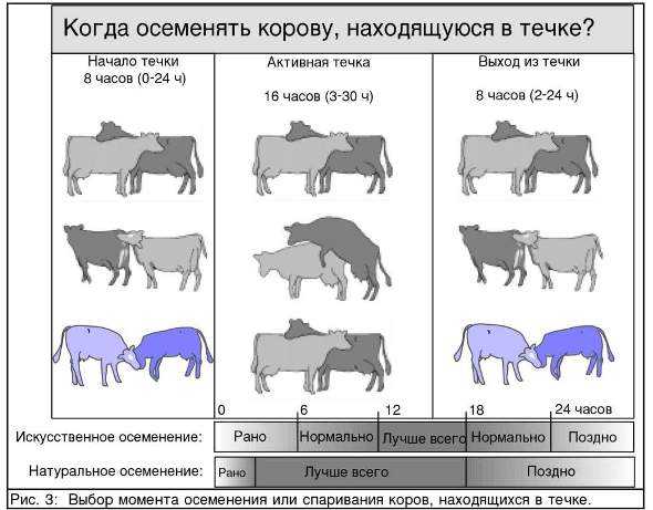 Как помочь корове избавиться от последа | kr-news.ru - информационный портал ростовской области