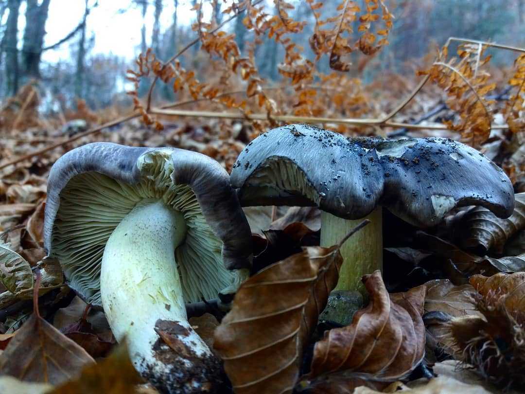 Грибы рядовки - описание, виды съедобные и ядовитые, особенности и разновидности грибов