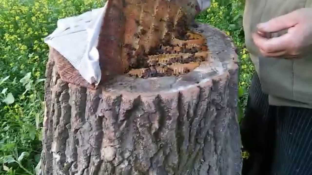 Колодное пчеловодство: изготовление колоды, содержание