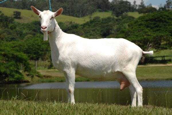 Козы камори – описание породы пакистанских коз, фото и видео