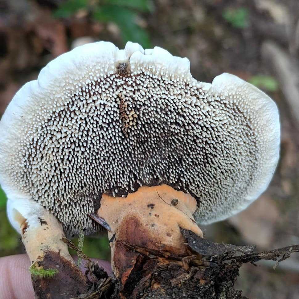 Гиднеллум пахучий – лечебный гриб