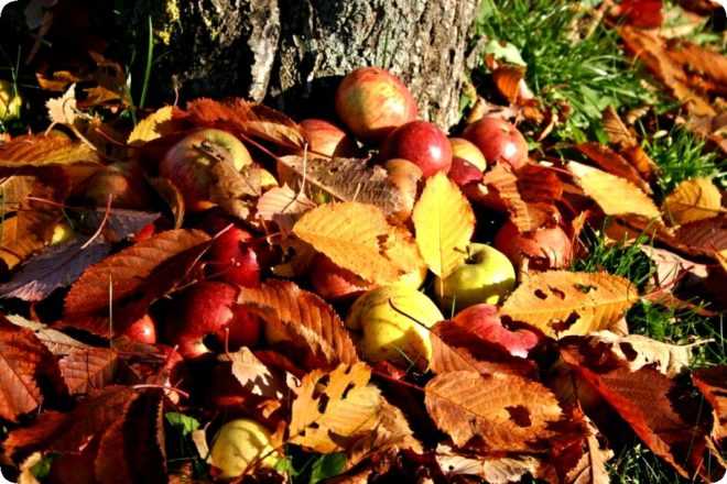 Посадка яблони осенью и правильный уход за ней: лучшее время, технология работ и важные рекомендации