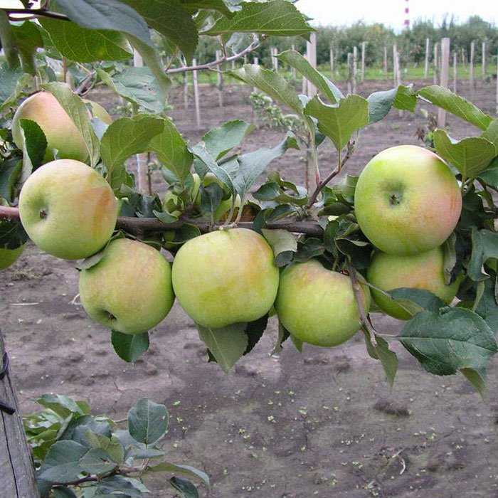 Северный синап - лучший сорт яблони для выращивания в саду - мегарод