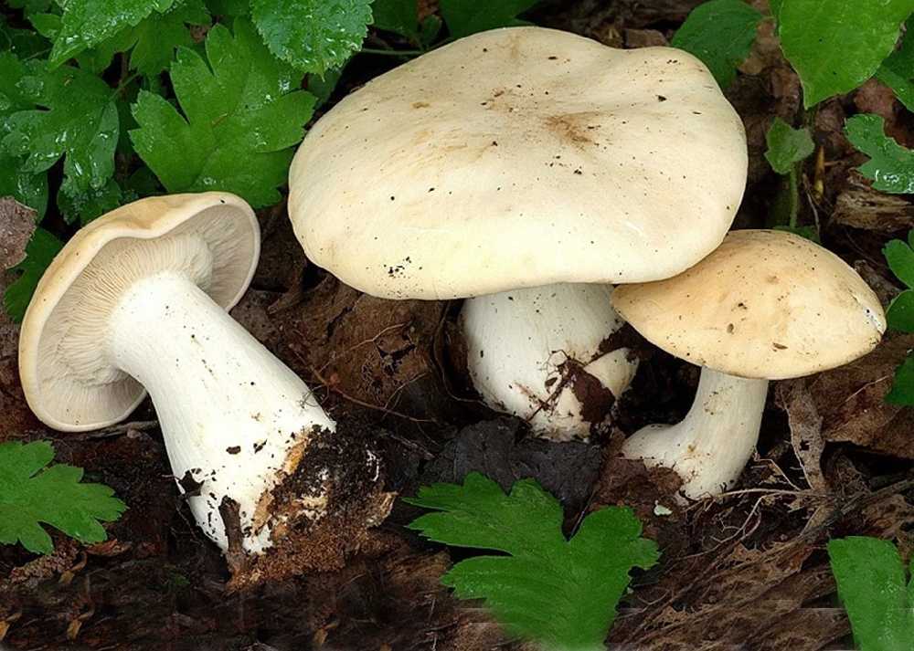 Рядовка фиалковая – гриб с парфюмерным ароматом