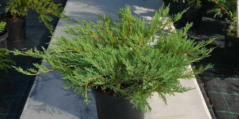 Можжевельник чешуйчатый (juniperus squamata)