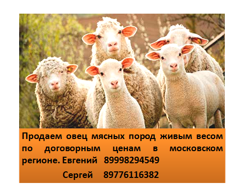 Эдильбаевские овцы: подробная информация