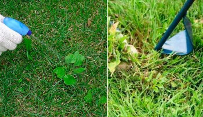 Средство от сорняков на газоне: как убрать подорожник с травы, как бороться с помощью гербицидов избирательного действия, химические препараты