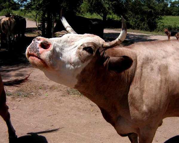 Гиподерматоз коров - болезни коров