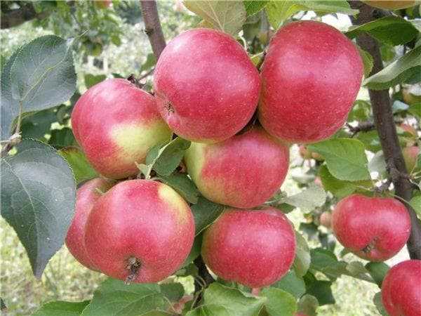 Сорт яблони жигулевское, описание, характеристика и отзывы, а также особенности выращивания данного сорта
