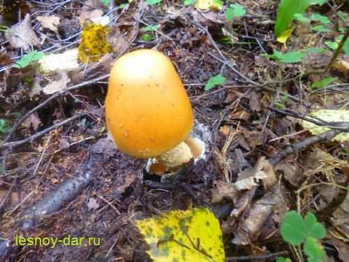 Грибы толкачики. гриб поплавок - фото и описание, как выглядит гриб поплавок гриб поплавок - фото и описание разновидностей