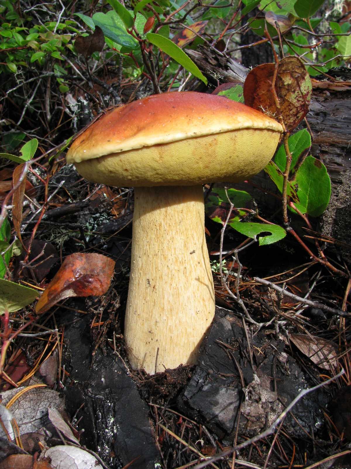 Классификация съедобных грибов по степени съедобности и категориям