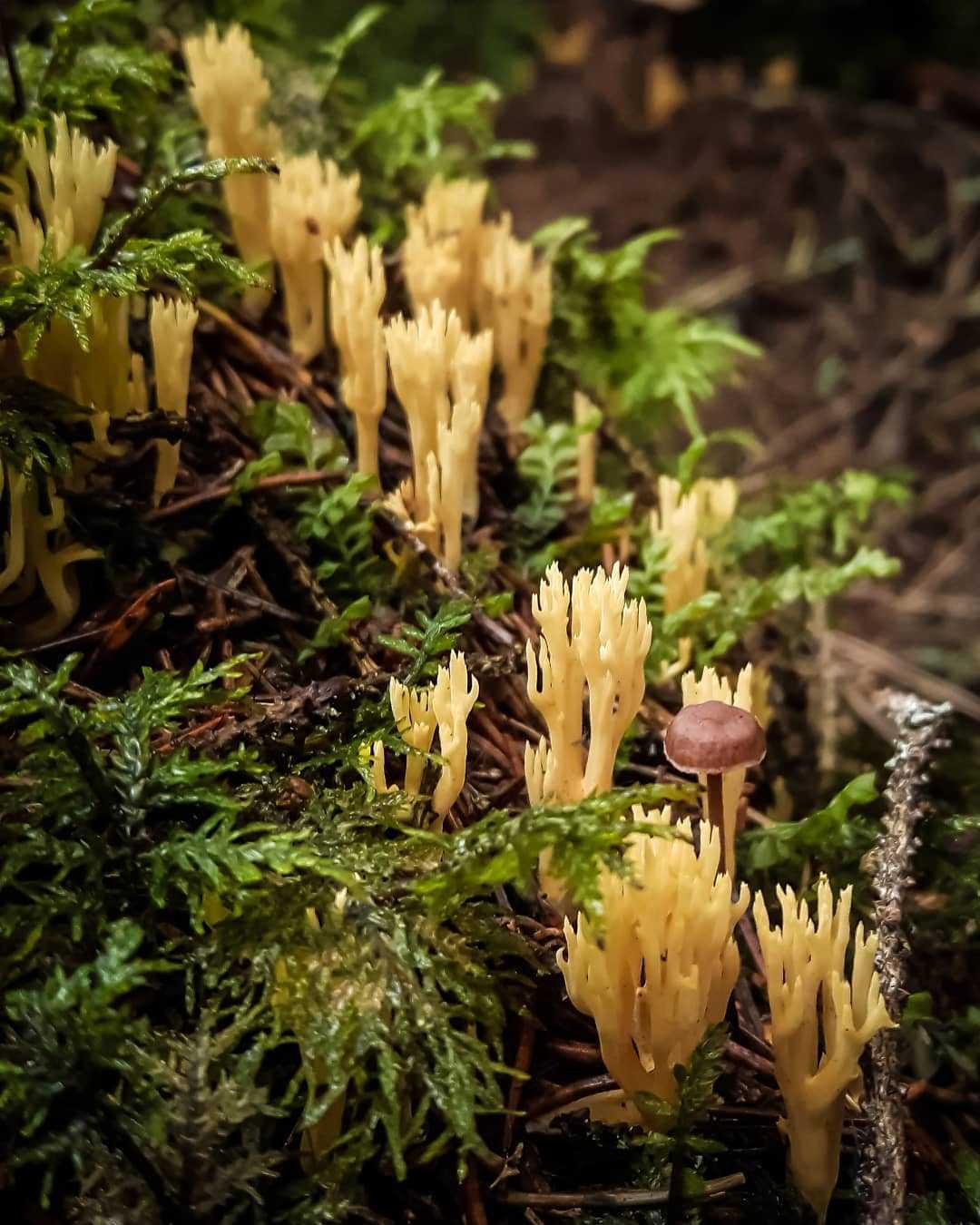 Грибная экзотика в лесу, или грибы-кораллы. съедобные и несъедобные виды. фото — ботаничка.ru