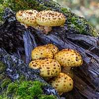 Чешуйчатка сальная (pholiota adiposa) –  грибы сибири