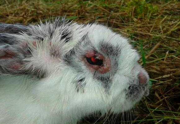 Как и чем лечить миксоматоз у кроликов?