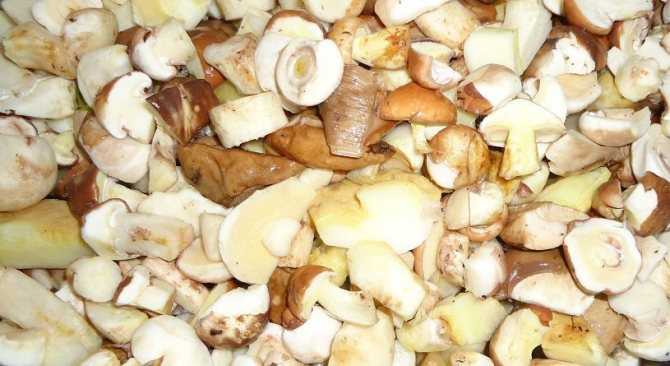 Переработка и хранение грибов: способы соления, маринования на зиму, варки и жарки в домашних условиях