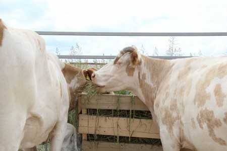 Молочная ярославская порода коров