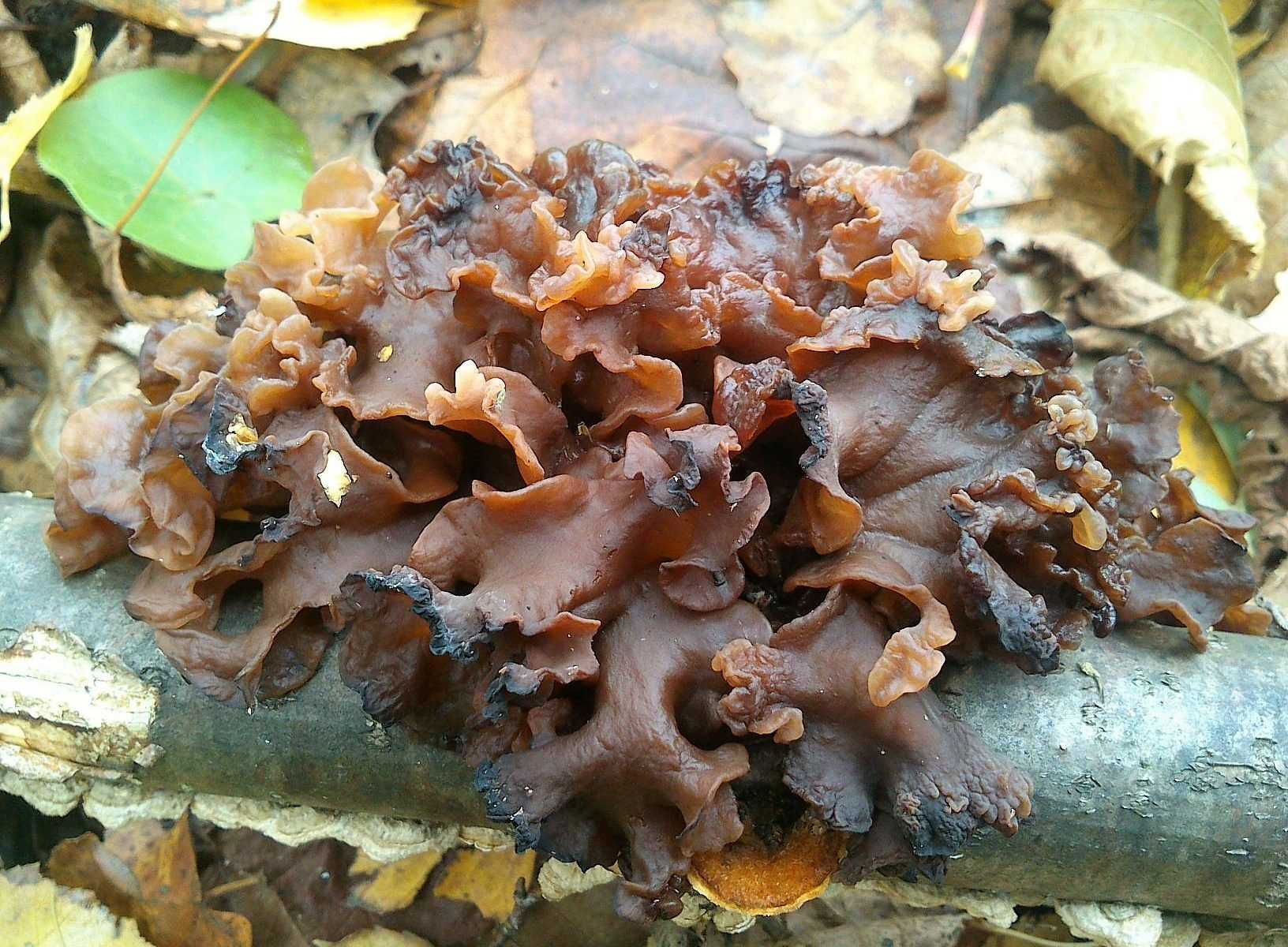 Съедобные грибы кораллы