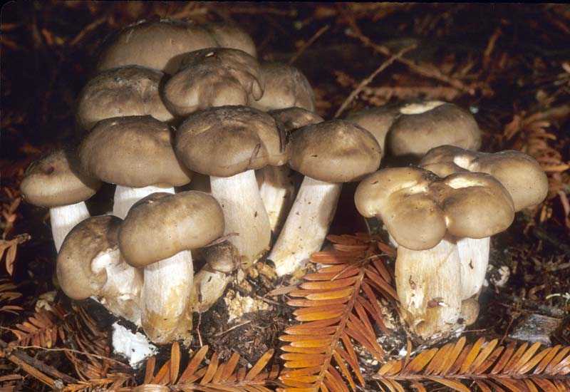 Рядовка печальная: описание и фото. Как распознать гриб, его отличительные черты, местообитание. Съедобны ли представители этого вида. Действия при отравлении грибами.