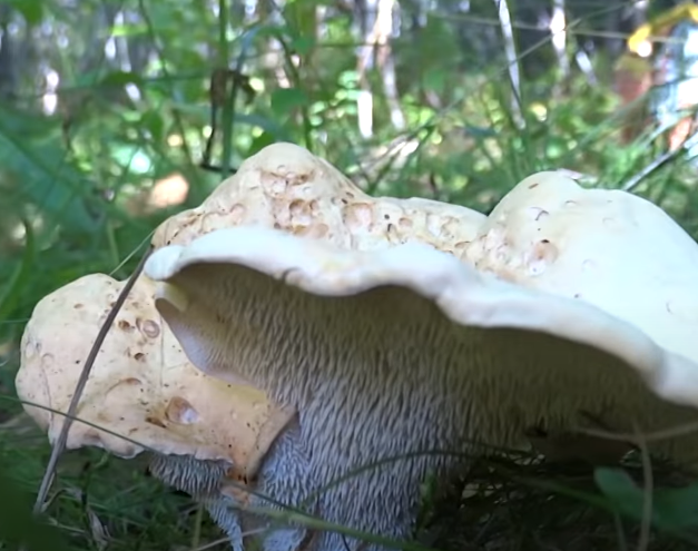Древесные грибы – фото и описания съедобных и несъедобных грибов, видео