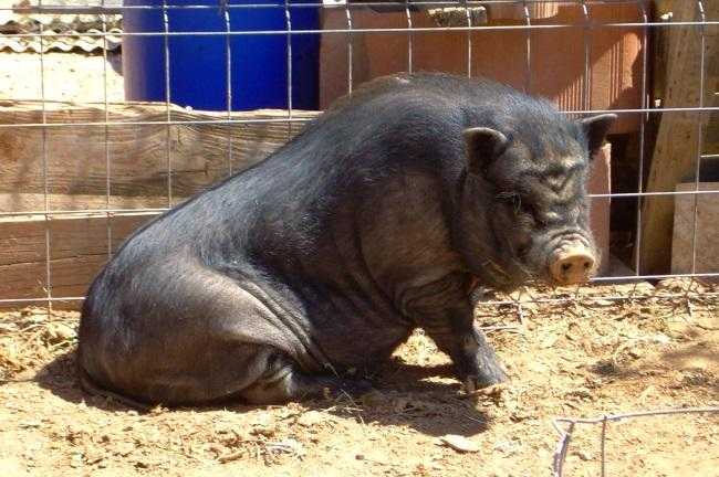У свиньи отказали задние ноги: что это значит?