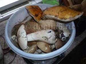 Чем опасны червивые грибы. вредны ли грибные черви для человека