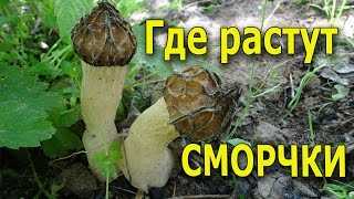  лечебные свойства грибов