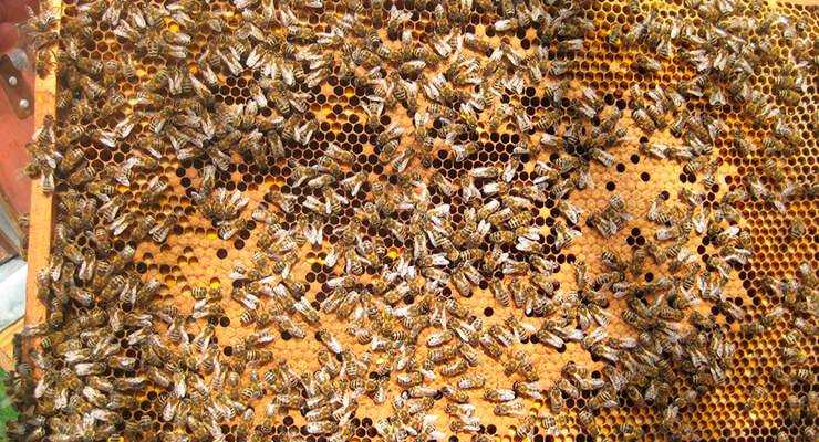 Какая пчелиная матка лучше (карпатка, пчеломатка карника, матка бакфаст): описание, цены