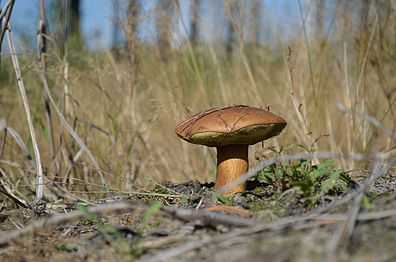 Гриб ложный моховик: виды, как отличить от съедобных грибов?