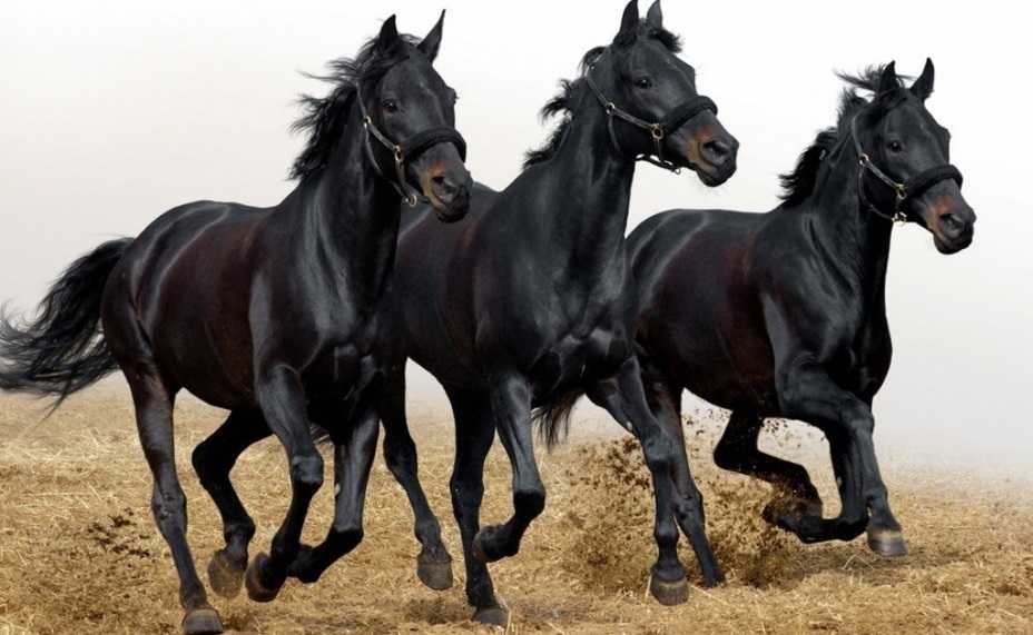 Фризская лошадь: происхождение фризской породы лошадей, характеристики коней