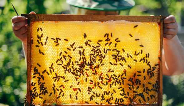 Перспективы инструментального осеменения пчелиных маток