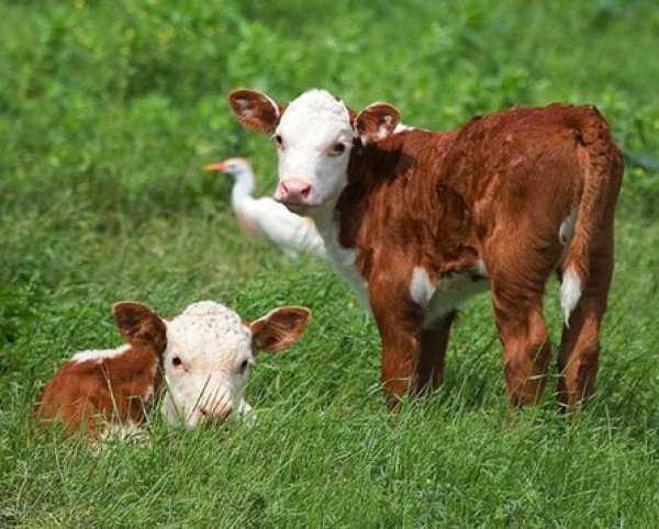 Герефордская порода коров – красные мясные гиганты