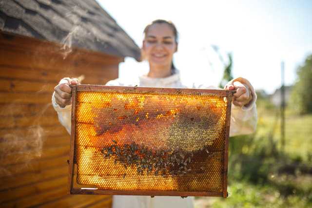 Двухматочное содержание пчел: особенности и методы эффективного пчеловодства