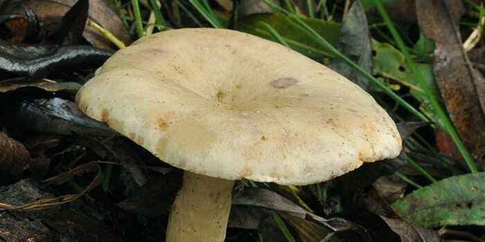 Яичный гриб: как готовить и где растет цезарский мухомор