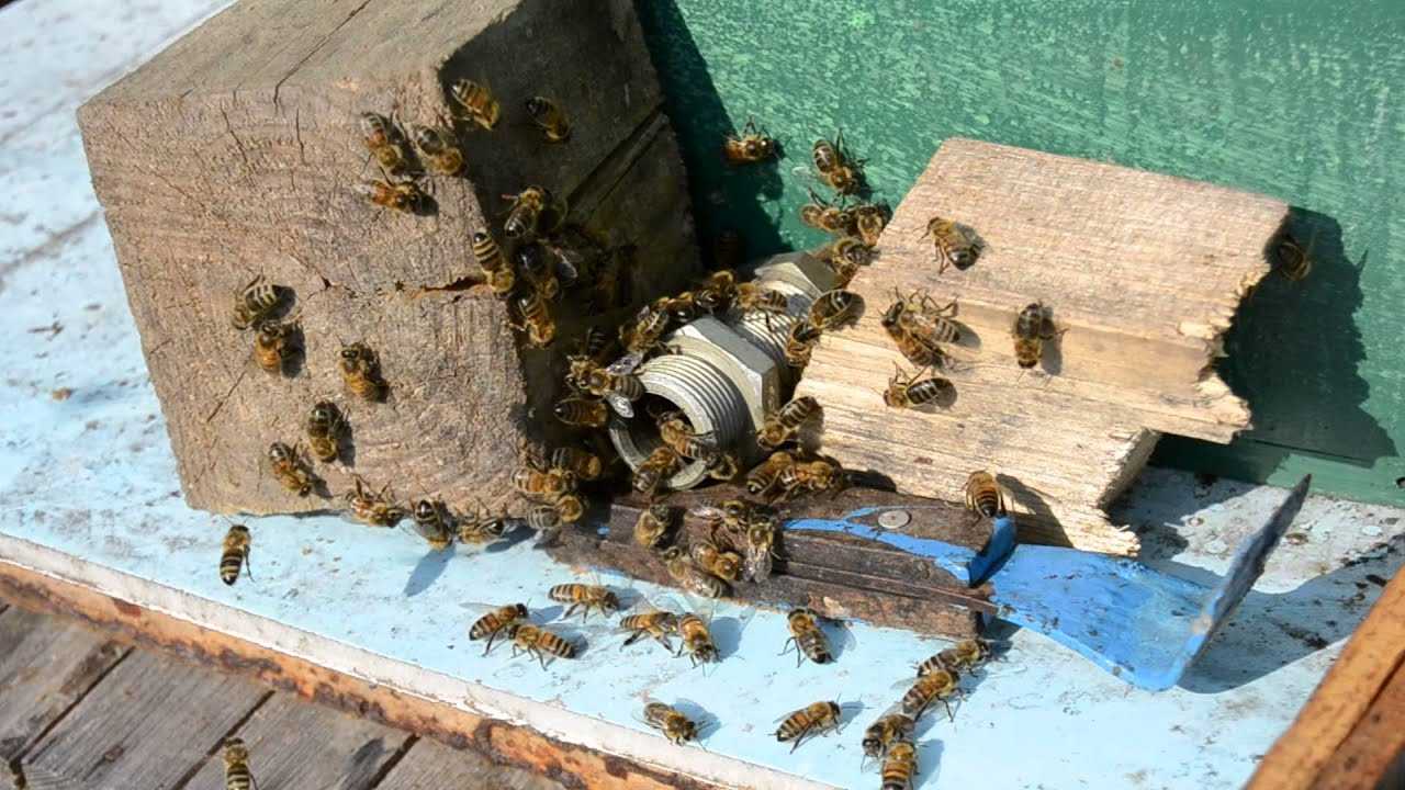 Жизнь пчелиной семьи. пчелиное воровство и приёмы борьбы с ним